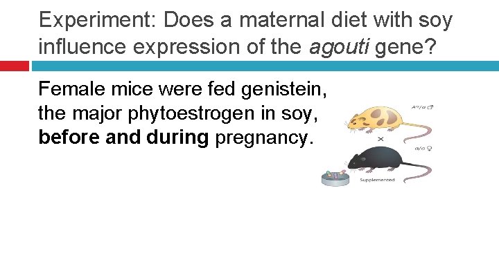 Experiment: Does a maternal diet with soy influence expression of the agouti gene? Female