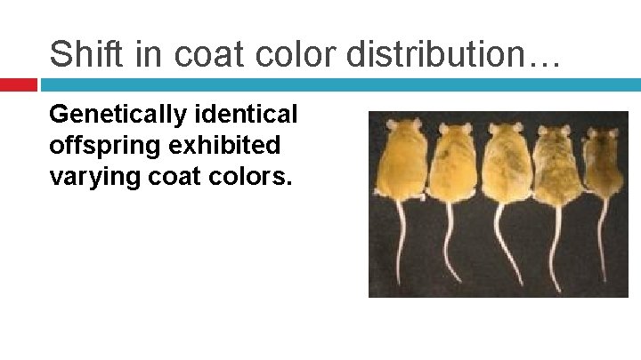 Shift in coat color distribution… Genetically identical offspring exhibited varying coat colors. 