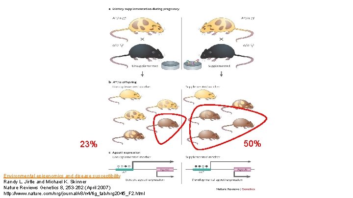 23% Environmental epigenomics and disease susceptibility Randy L. Jirtle and Michael K. Skinner Nature