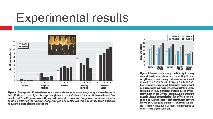 Experimental results 