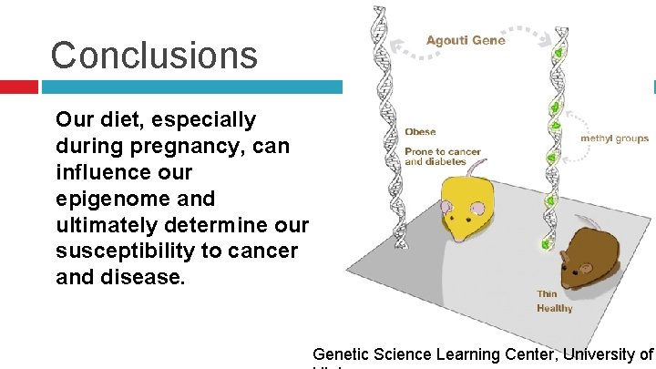 Conclusions Our diet, especially during pregnancy, can influence our epigenome and ultimately determine our