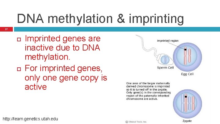 DNA methylation & imprinting 37 Imprinted genes are inactive due to DNA methylation. For