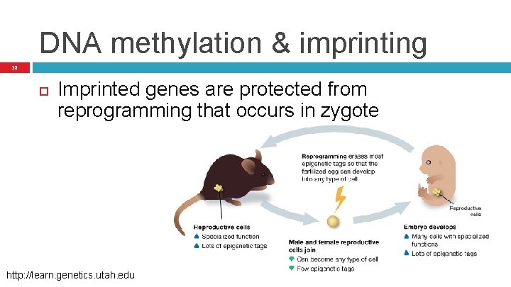 DNA methylation & imprinting 38 Imprinted genes are protected from reprogramming that occurs in