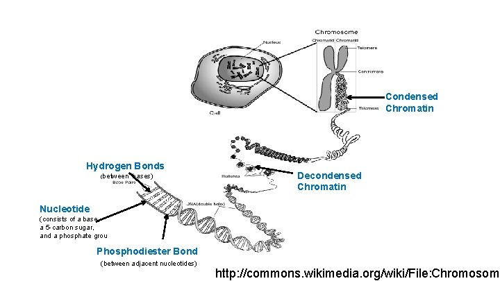 Condensed Chromatin Hydrogen Bonds (between bases) Decondensed Chromatin Nucleotide (consists of a base, a