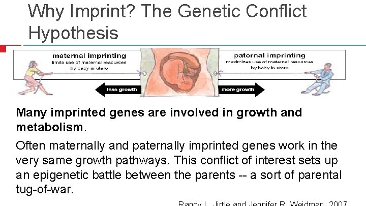 Why Imprint? The Genetic Conflict Hypothesis 41 Many imprinted genes are involved in growth