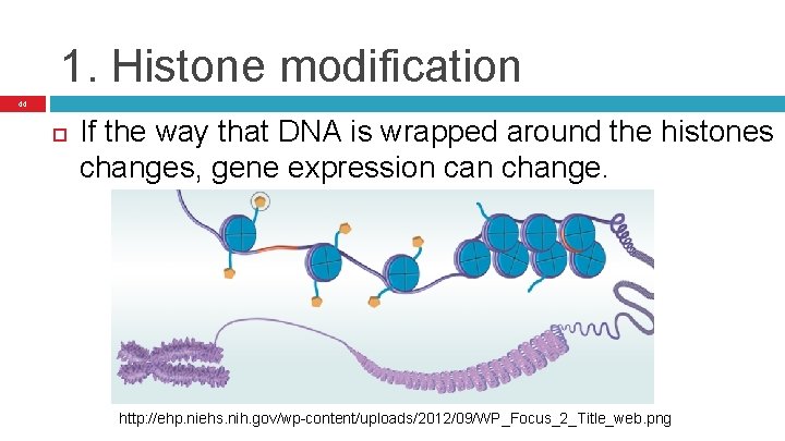 1. Histone modification 44 If the way that DNA is wrapped around the histones