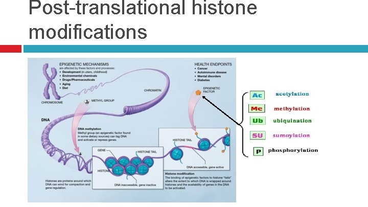 Post-translational histone modifications 