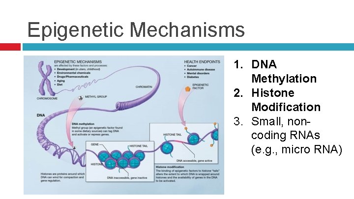 Epigenetic Mechanisms 1. DNA Methylation 2. Histone Modification 3. Small, noncoding RNAs (e. g.