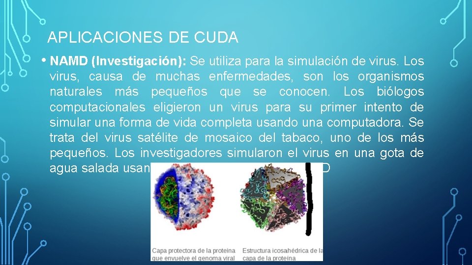 APLICACIONES DE CUDA • NAMD (Investigación): Se utiliza para la simulación de virus. Los