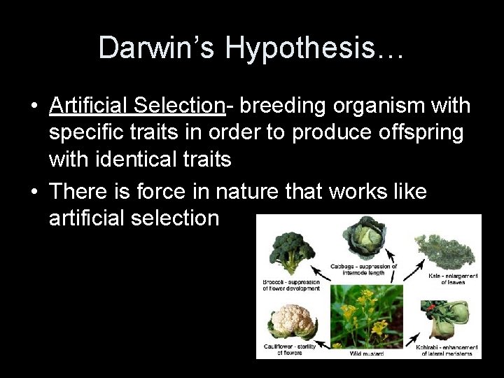 Darwin’s Hypothesis… • Artificial Selection- breeding organism with specific traits in order to produce