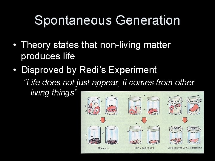 Spontaneous Generation • Theory states that non-living matter produces life • Disproved by Redi’s