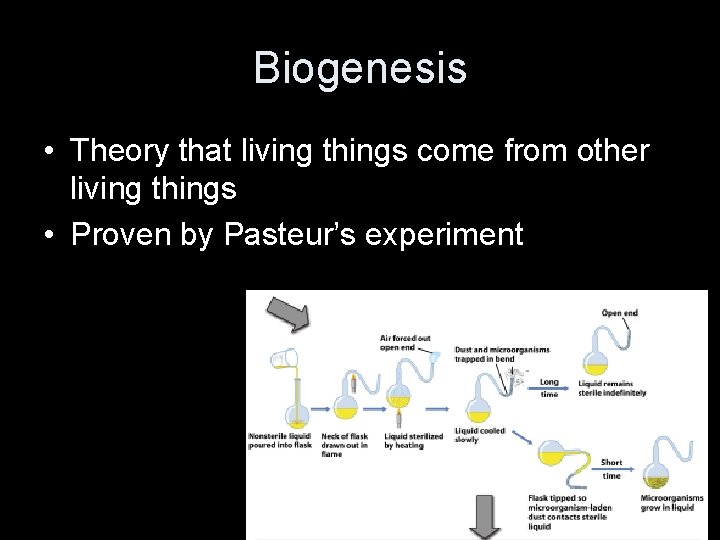 Biogenesis • Theory that living things come from other living things • Proven by