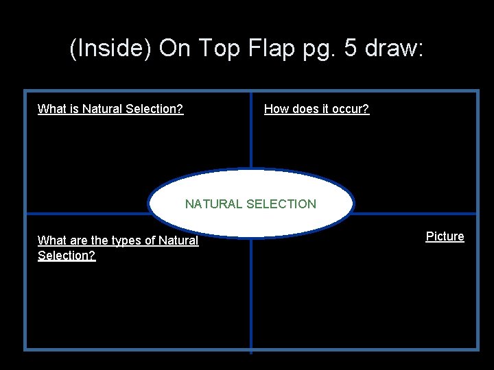 (Inside) On Top Flap pg. 5 draw: What is Natural Selection? How does it