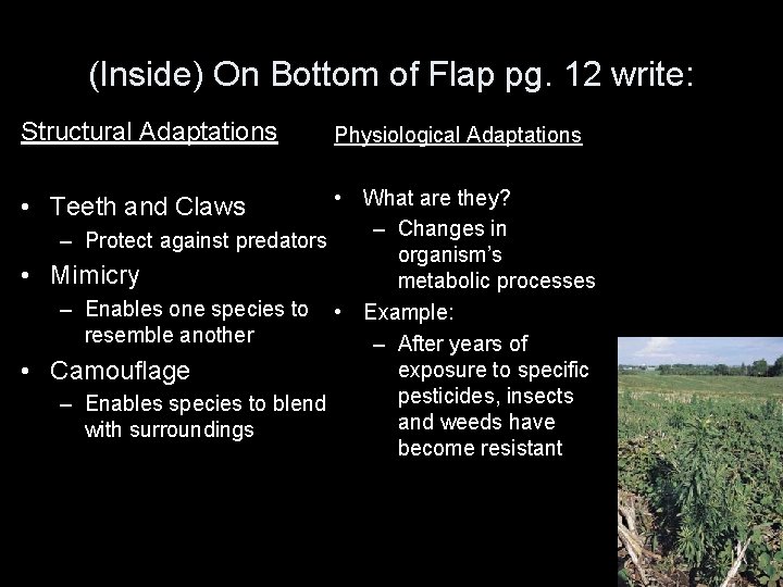 (Inside) On Bottom of Flap pg. 12 write: Structural Adaptations Physiological Adaptations • What