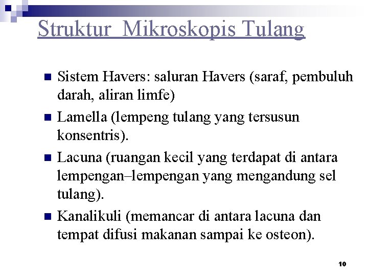 Struktur Mikroskopis Tulang n n Sistem Havers: saluran Havers (saraf, pembuluh darah, aliran limfe)