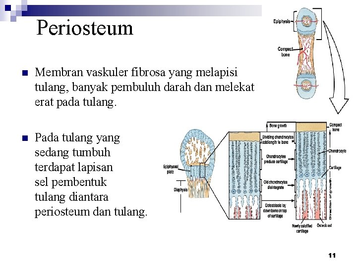 Periosteum n Membran vaskuler fibrosa yang melapisi tulang, banyak pembuluh darah dan melekat erat