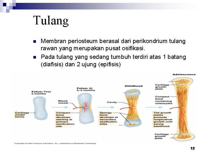 Tulang n n Membran periosteum berasal dari perikondrium tulang rawan yang merupakan pusat osifikasi.