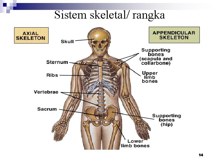 Sistem skeletal/ rangka 14 