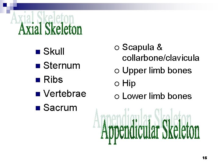 Skull n Sternum n Ribs n Vertebrae n Sacrum n Scapula & collarbone/clavicula ¡