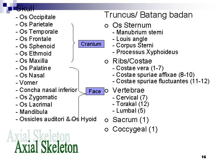 n Skull - Os Occipitale - Os Parietale - Os Temporale - Os Frontale
