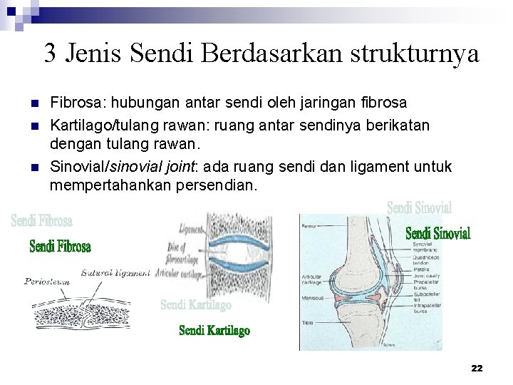 3 Jenis Sendi Berdasarkan strukturnya n n n Fibrosa: hubungan antar sendi oleh jaringan