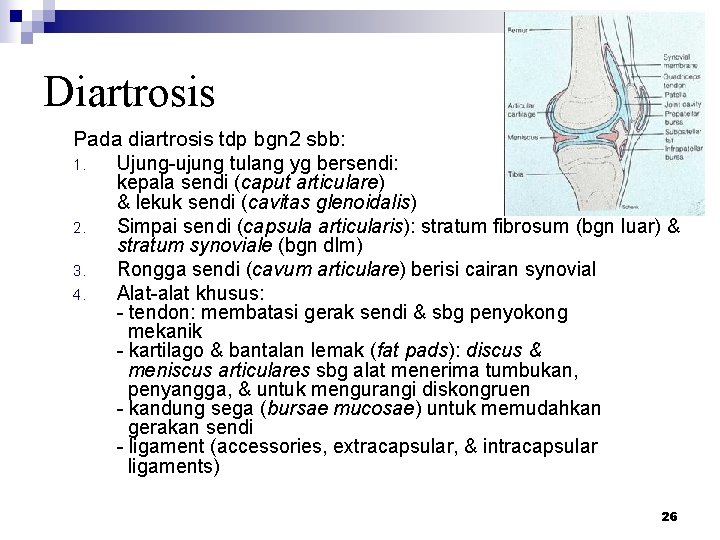 Diartrosis Pada diartrosis tdp bgn 2 sbb: 1. Ujung-ujung tulang yg bersendi: kepala sendi