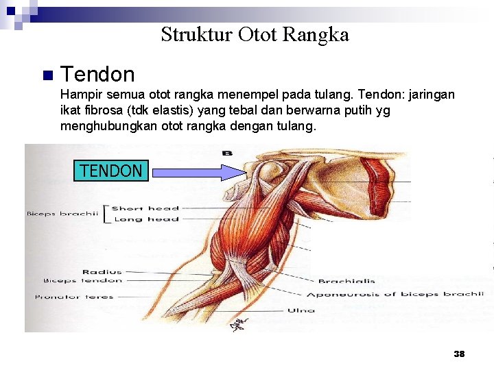 Struktur Otot Rangka n Tendon Hampir semua otot rangka menempel pada tulang. Tendon: jaringan