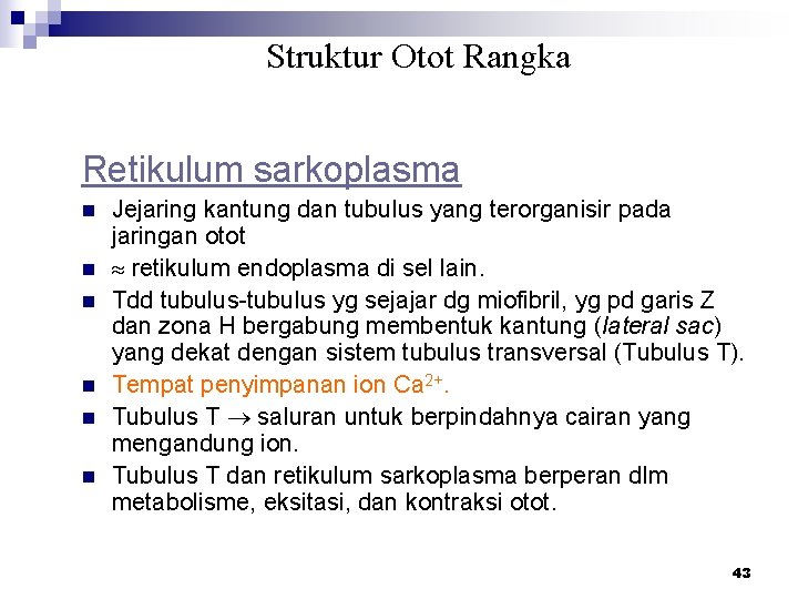 Struktur Otot Rangka Retikulum sarkoplasma n n n Jejaring kantung dan tubulus yang terorganisir