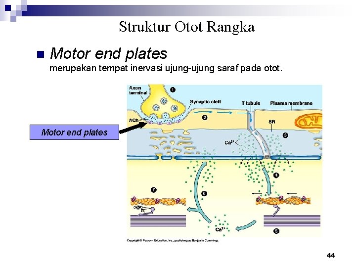 Struktur Otot Rangka n Motor end plates merupakan tempat inervasi ujung-ujung saraf pada otot.