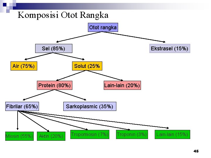 Komposisi Otot Rangka Otot rangka Sel (85%) Ekstrasel (15%) Air (75%) Solut (25% Protein