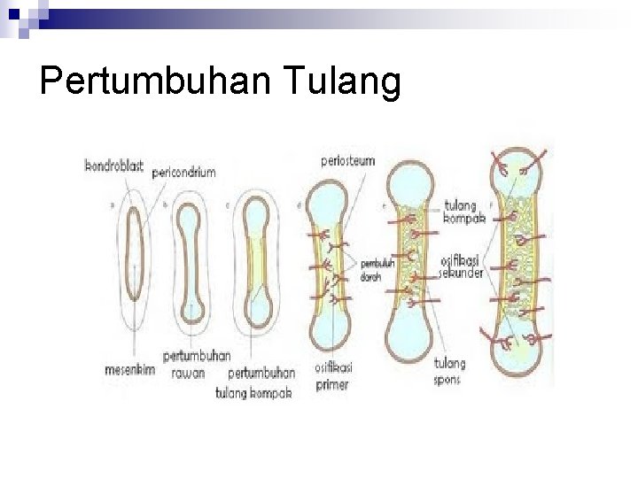 Pertumbuhan Tulang 