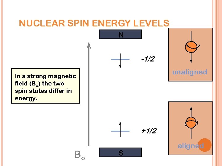 NUCLEAR SPIN ENERGY LEVELS N -1/2 unaligned In a strong magnetic field (Bo) the