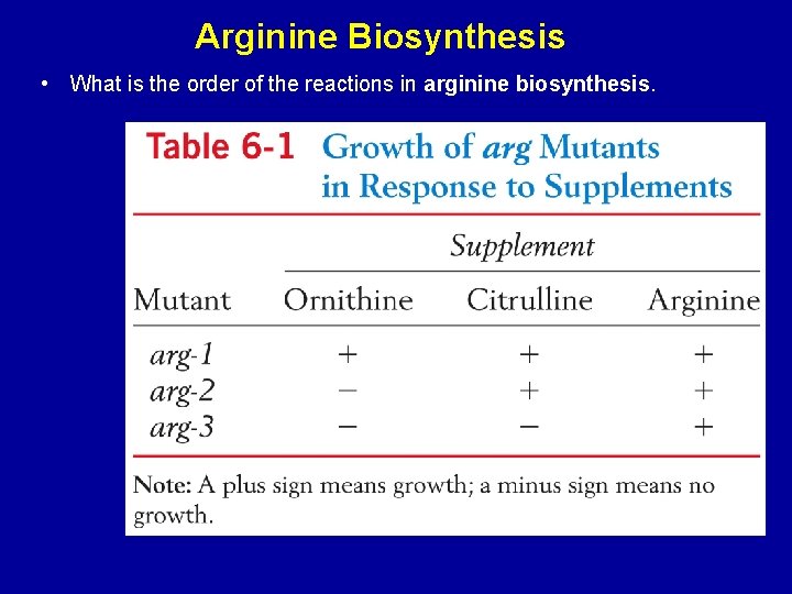 Arginine Biosynthesis • What is the order of the reactions in arginine biosynthesis. 