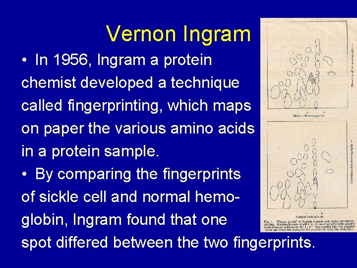Vernon Ingram • In 1956, Ingram a protein chemist developed a technique called fingerprinting,