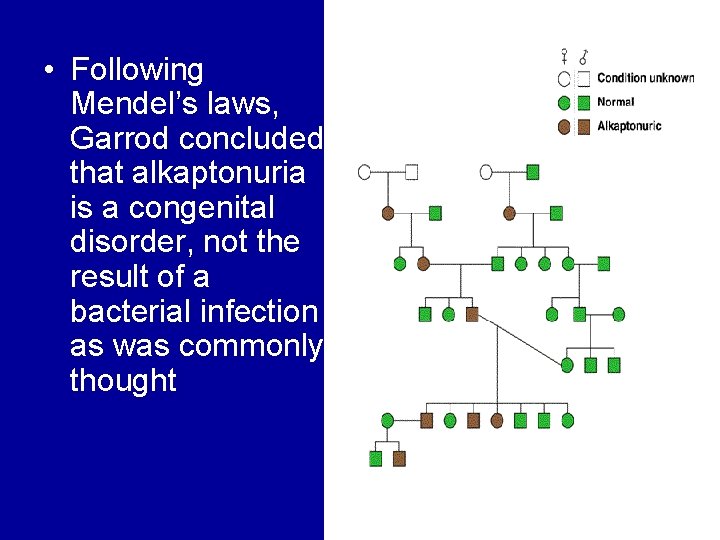  • Following Mendel’s laws, Garrod concluded that alkaptonuria is a congenital disorder, not
