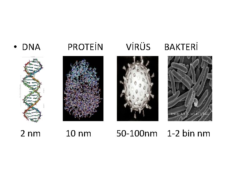  • DNA 2 nm PROTEİN 10 nm VİRÜS BAKTERİ 50 -100 nm 1
