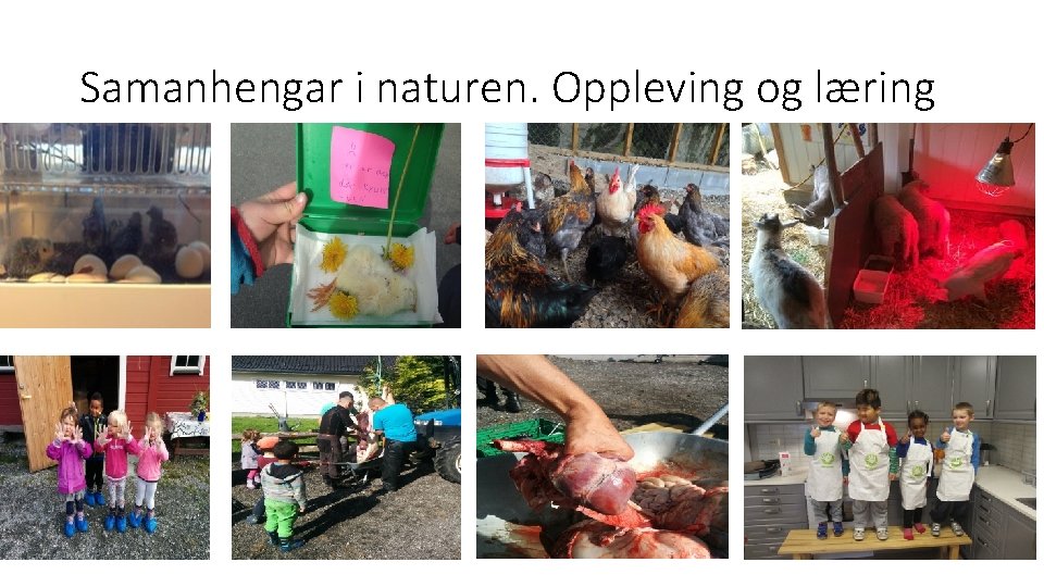 Samanhengar i naturen. Oppleving og læring 