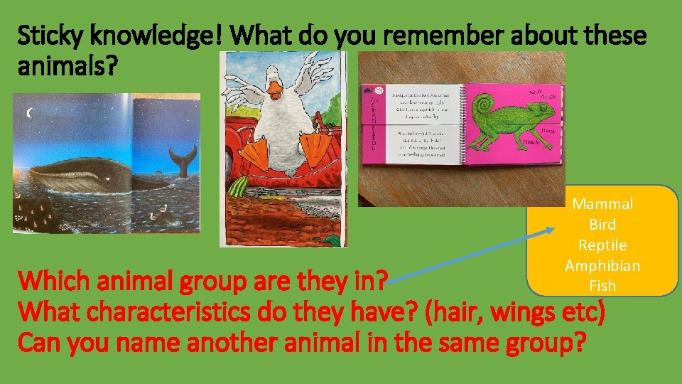 Sticky knowledge! What do you remember about these animals? Mammal Bird Reptile Amphibian Fish