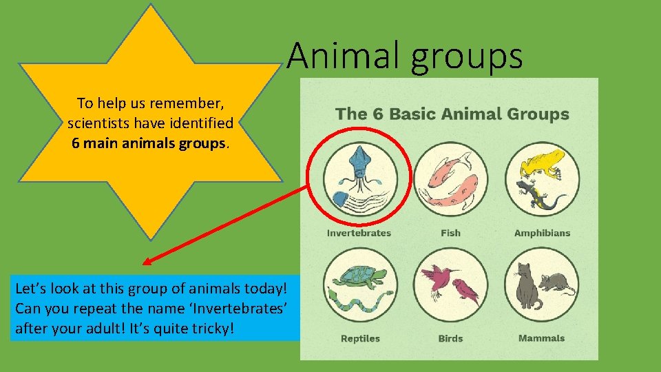 Animal groups To help us remember, scientists have identified 6 main animals groups. Let’s