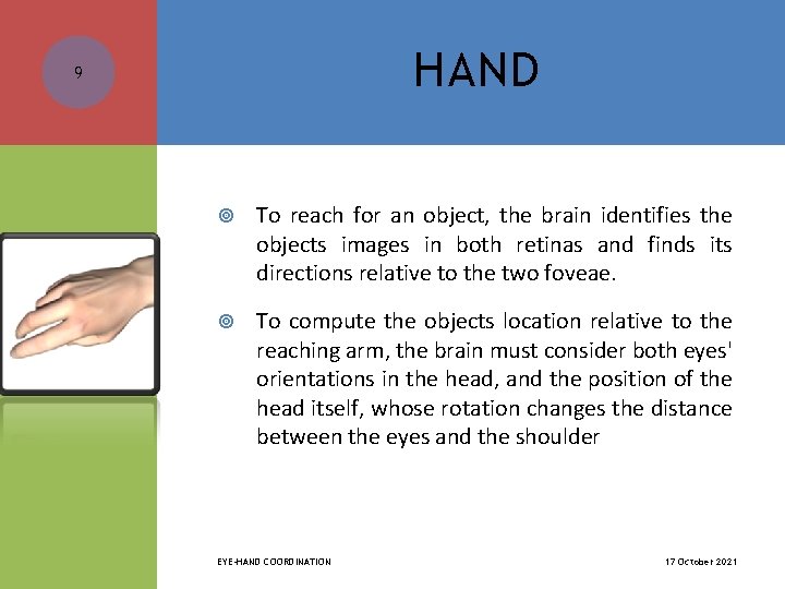 HAND 9 To reach for an object, the brain identifies the objects images in