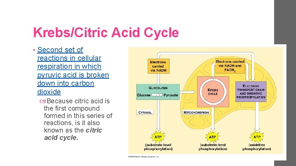 Krebs/Citric Acid Cycle • Second set of reactions in cellular respiration in which pyruvic