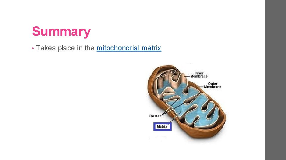 Summary • Takes place in the mitochondrial matrix 