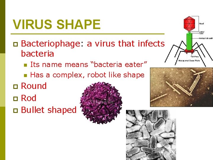 VIRUS SHAPE p Bacteriophage: a virus that infects bacteria n n Its name means