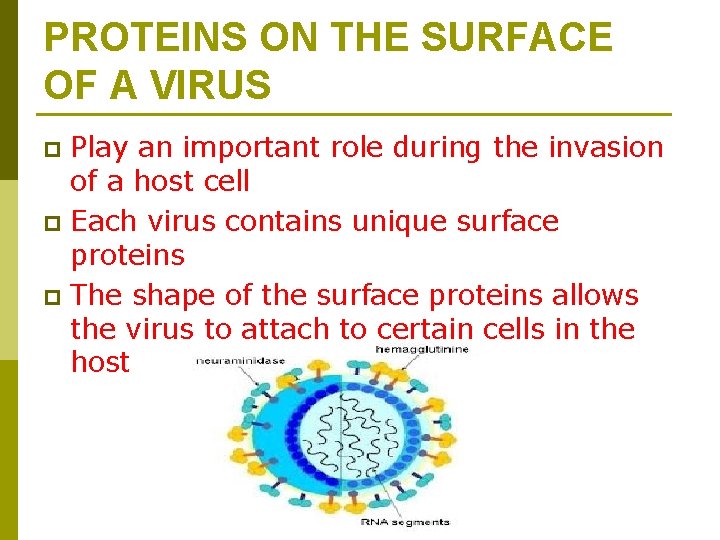 PROTEINS ON THE SURFACE OF A VIRUS Play an important role during the invasion