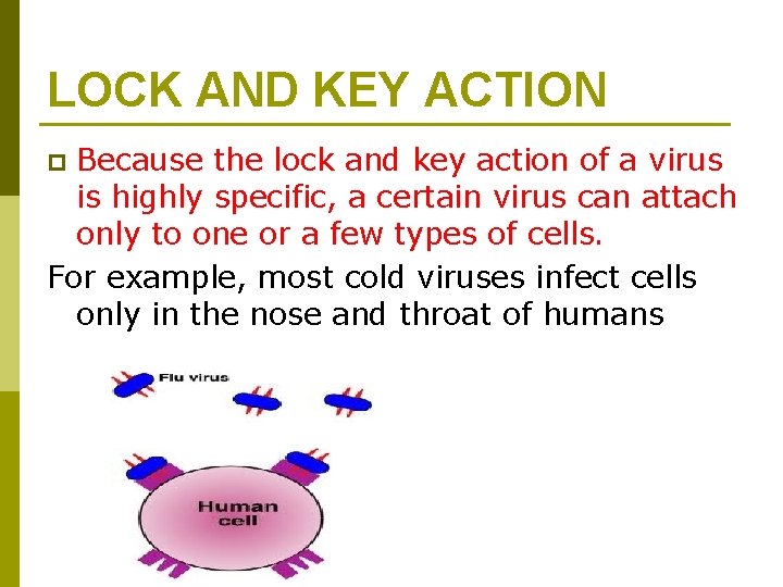 LOCK AND KEY ACTION Because the lock and key action of a virus is