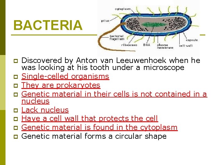 BACTERIA p p p p Discovered by Anton van Leeuwenhoek when he was looking