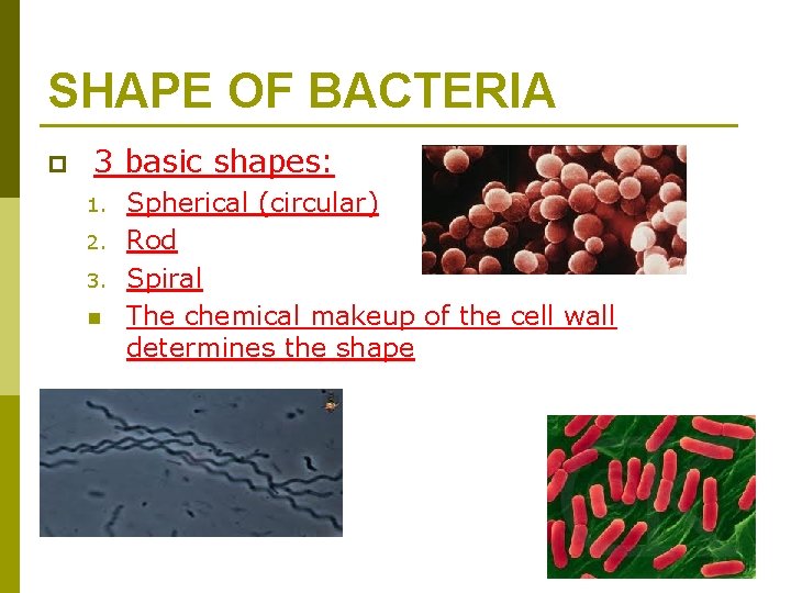 SHAPE OF BACTERIA p 3 basic shapes: 1. 2. 3. n Spherical (circular) Rod