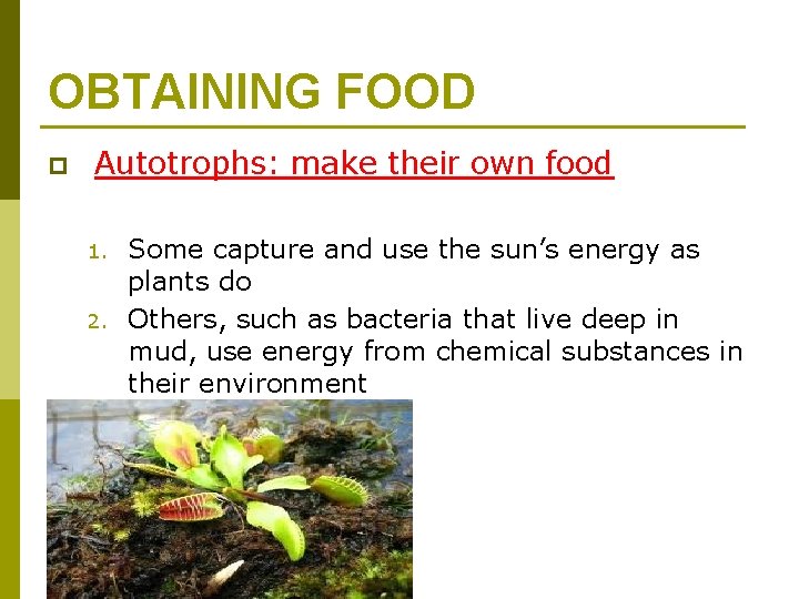 OBTAINING FOOD p Autotrophs: make their own food 1. 2. Some capture and use