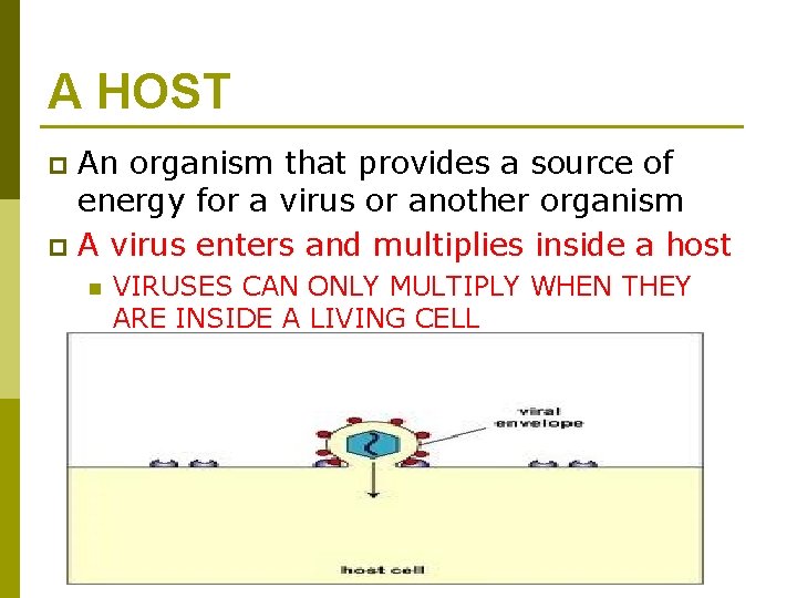 A HOST An organism that provides a source of energy for a virus or