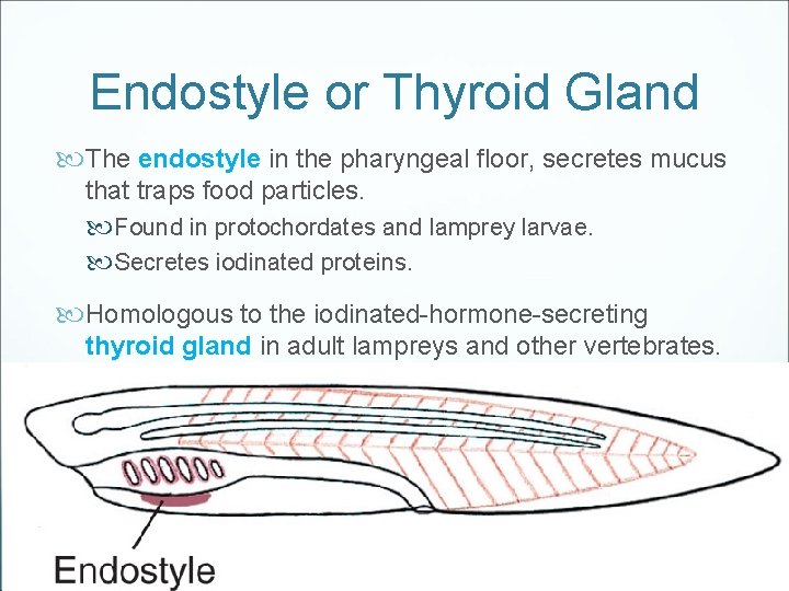 Endostyle or Thyroid Gland The endostyle in the pharyngeal floor, secretes mucus that traps